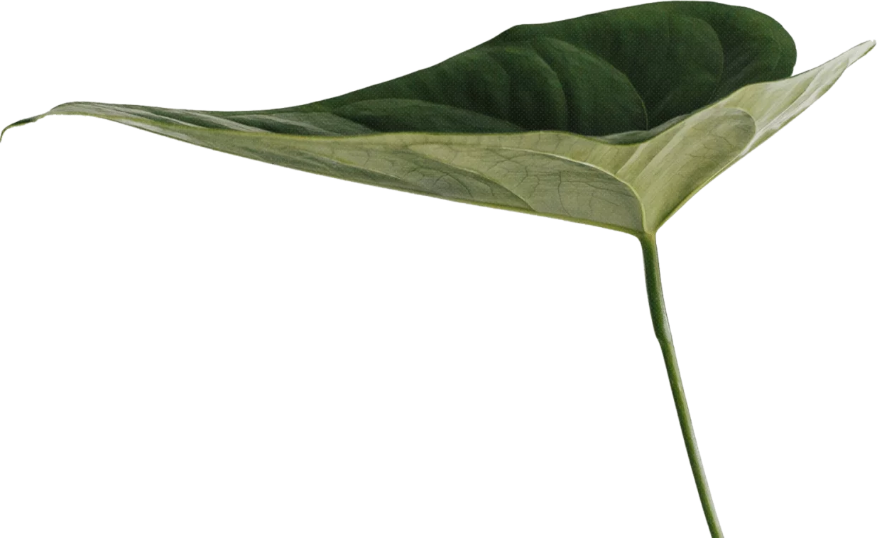 leaf